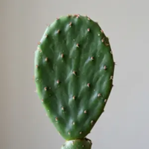 Extracto de Nopal
